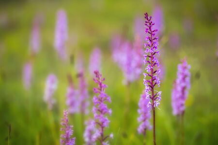 Wild Fragrant Orchid Gymnadenia conopsea, shot wildlife in Upper Franconia / Bavariaの写真素材