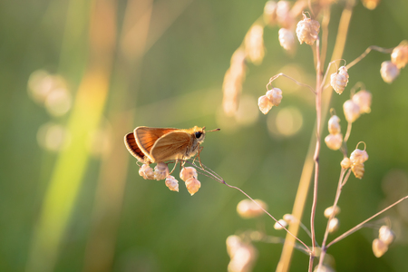 Blue Gossamer winged Butterfly in the evening sun with blurred background. Macro with very shallow depth of field Intended Blurredness. Lovely Bokehの写真素材