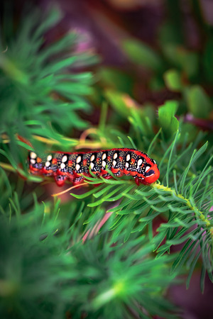 Poisonous Red Caterpillar of a Spurge Hawk Moth on a conifer in franconian Bavaria, Germany. Hyles...