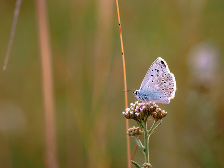 Blue Gossamer winged Butterfly in the evening sun with blurred . Macro with very shallow depth of...