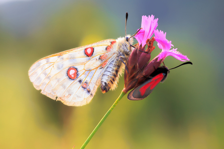 Red Apollo Butterfly. Parnassius apollo in the hills of Upper Franconia, Germany. Rare endangered white butterfly with characteristic red eye on the back. Macro with very shallow depth of fieldのeditorial素材