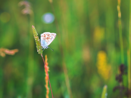 Blue Gossamer winged Butterfly in the evening sun with blurred background. Macro with very shallow depth of field Intended Blurredness. Lovely Bokehのeditorial素材
