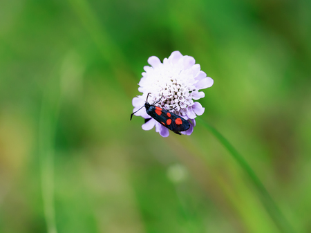 Two Wild Zygaena purpuralis, transparent burnet moth in the franconian countryside of Bavaria on a...