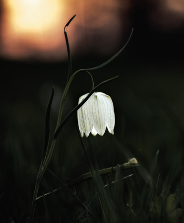 Endangered wild Chess Flower on a Meadow in Franconia, Germany. Lovely Chequered Lily on a spring evening. Macro with shallow depth of fieldの写真素材