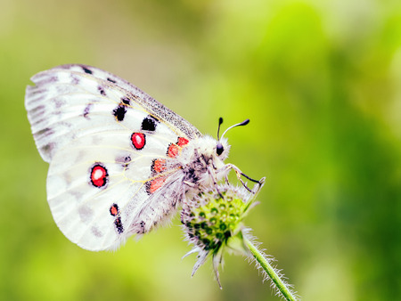Red Apollo Butterfly. Parnassius apollo in the hills of Upper Franconia, Germany. Rare endangered white butterfly with characteristic red eye on the back. Macro with very shallow depth of fieldの写真素材