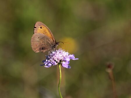 Butterfly Summer. Wildlife Macro with very Shallow Depth of Field