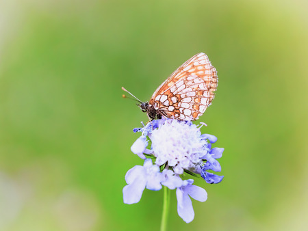 Butterfly Summer. Wildlife Macro with very Shallow Depth of Field. Heath Fritillaryの写真素材