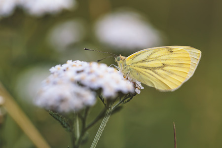 Wild Butterfly in Bavaria, Germany on a warm summer evening. Wildlife Macro with very Shallow Depth of Fieldの写真素材