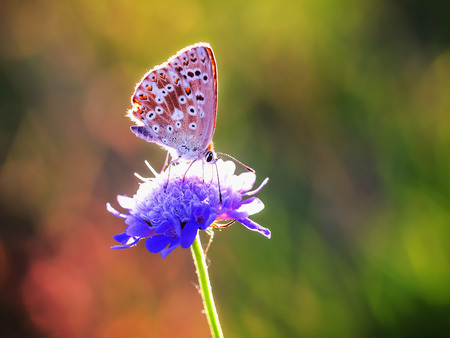 Blue Gossamer winged Butterfly in the evening sun with blurred background. Macro with very shallow depth of field Intended Blurredness. Lovely Bokehの写真素材