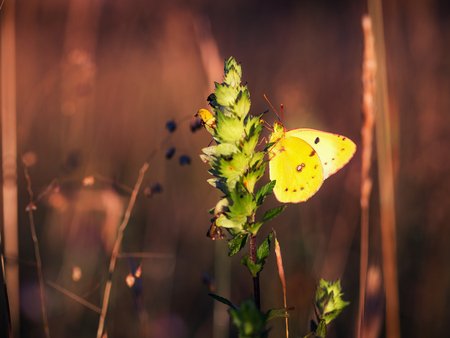 Golden Butterfly. Colias Hyale. Pale Clouded Yellow Butterfly with golden eight. Macro with very shallow depth of field on a warm summer eveningの写真素材