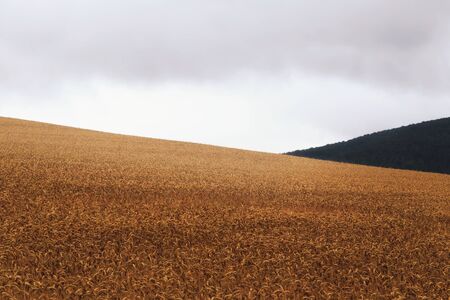 Rainy Corn Field Outdoors Landscape. Rural Countryside of Bavaria, Germany on a rainy summer dayの写真素材