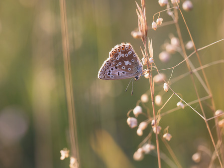 Wild Butterfly in Bavaria, Germany on a warm summer evening. Wildlife Macro with very Shallow Depth...