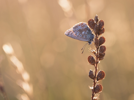 Wild Butterfly in Bavaria, Germany on a warm summer evening. Wildlife Macro with very Shallow Depth of Fieldの写真素材