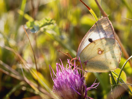 Wild Butterfly in Bavaria, Germany on a warm summer evening. Wildlife Macro with very Shallow Depth of Fieldの写真素材