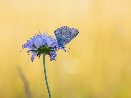 Wild Butterfly in Bavaria, Germany on a warm summer evening. Wildlife Macro with very Shallow Depth of Fieldの写真素材