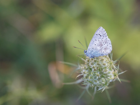 Wild Butterfly in Bavaria, Germany on a warm summer evening. Wildlife Macro with very Shallow Depth of Fieldの写真素材
