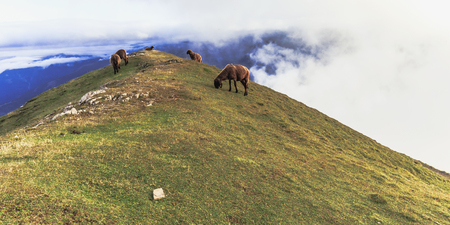Sheeps grazing in the Karwendel Mountain Range. Alpine herd on a mountain top in Tyrol, Austria on a lovely late summer eveningの写真素材