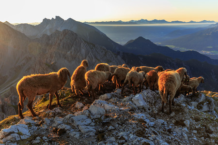 Sheeps at Dawn in the Karwendel Mountains of Tirol, Austria on a warm late summer morning at sunriseの写真素材