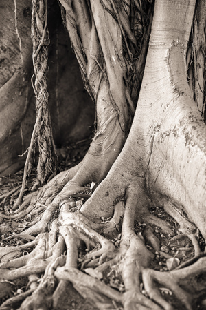 PALERMO, ITALY - SEPTEMBER 17 2015: Black and White Vintage Picture from the Palermo, the capital of the Island of Sicily in Italy on a hot september day. Ancient trees in the parkの写真素材