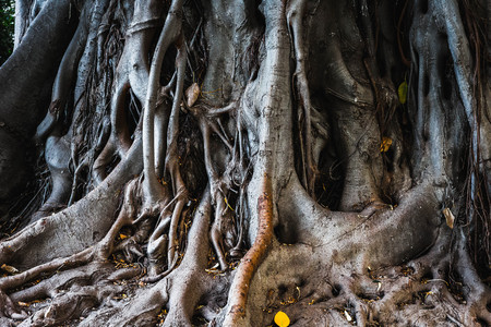 Ancient Trees in the City of Palermo, Sicily with strong roots and green leaves at early autumn september. Colorful and mighty old treesの写真素材