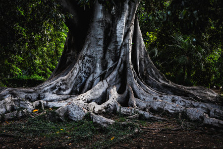 Ancient Trees in the City of Palermo, Sicily with strong roots and green leaves at early autumn september. Colorful and mighty old treesの写真素材