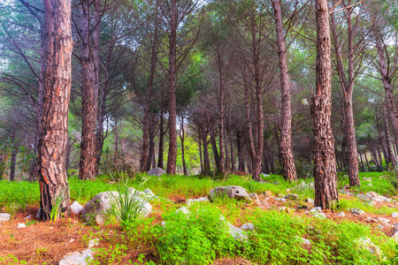 Hills of Capo Gallo, Sicily in Italy on Autumn November Landscape. Blue Sky and green hillsの写真素材