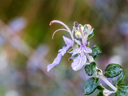Sicilian Spring Flower in January near Palermo, Italy