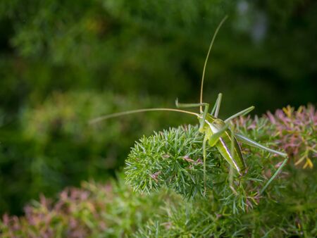 Jolly Jumper Macro from a Locust in the hills of Sicily