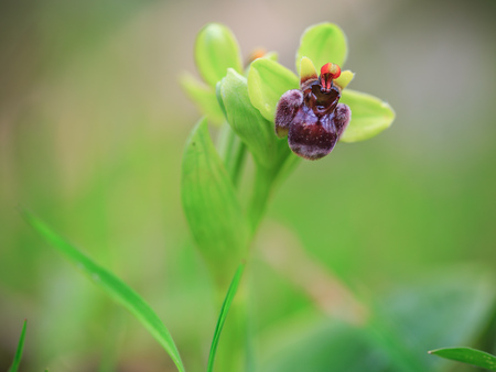 Wild Sicilian Orchid. Point Focus with nice bokeh technique. Vibrant lovely colors, Amazing wildlife plant. Very shallow depth of fieldの写真素材