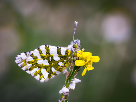 Lovely Butterfly from the Island of Sicily, nature Wildlife in the hillsの写真素材