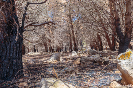 Forest Fire Aftermath in Sicily, Italy. Summer Landscape of a burned forest, set in flames by...