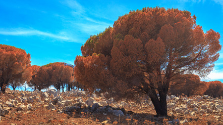 Forest Fire Aftermath in Sicily, Italy. Summer Landscape of a burned forest, set in flames by arsonists on Monte Pellegrino near Palermo. Burned black and dead trees in mediterranean atmosphereの写真素材