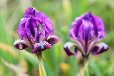Italian Wildlify Lily Flower in the Mountains of Cammarata in Central Sicily. Low depth of Field