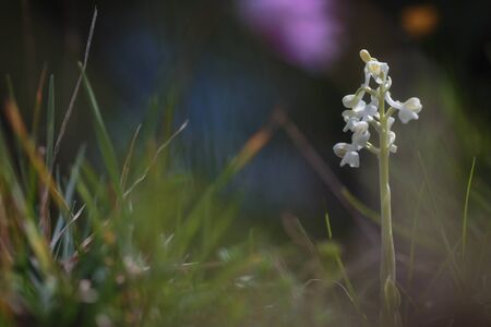 Wildlife Orchid in the Mountains of Central Sicily in Italy in Spring 2017の写真素材