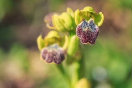 Wildlife Orchid in the Mountains of Central Sicily in Italy in Spring 2017の写真素材