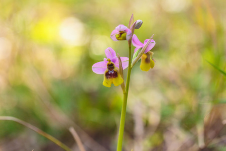 Spring Bloom. Orchid Plant Blossoms in early Aprilの写真素材