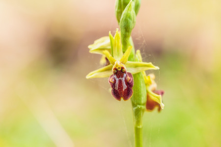 Spring Bloom. Orchid Plant Blossoms in early Aprilの写真素材