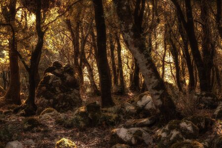 Hiking in the Hills of Ficuzza, Sicily in Italy, Europe. Warm summer like September Afternoonの写真素材