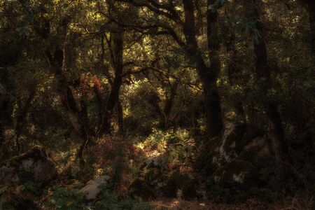 Hiking in the Hills of Ficuzza, Sicily in Italy, Europe. Warm summer like September Afternoonの写真素材