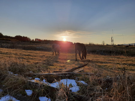 sunrise over fieldの写真素材