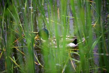 duck on water in the grass.の写真素材