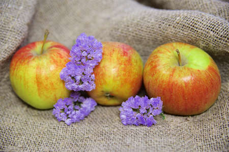 apples and flowers on the background of the canvas.の写真素材