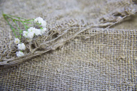 cool flowers on a linen background.の写真素材