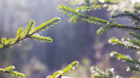 green spruce branch in Sunny weather.の写真素材