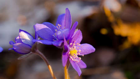 Blue forest flowers among dry autumn leaves. Hepatica nobilis.の写真素材