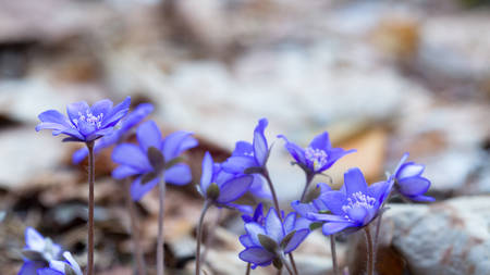 Blue forest flowers among dry autumn leaves. Hepatica nobilis.