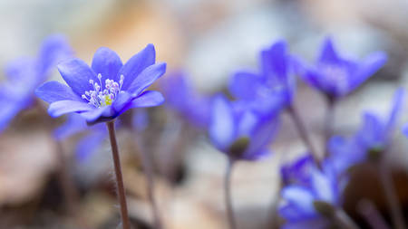 Blue forest flowers among dry autumn leaves. Hepatica nobilis.の写真素材
