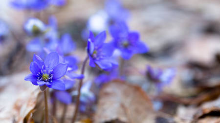 Blue forest flowers among dry autumn leaves. Hepatica nobilis.の写真素材