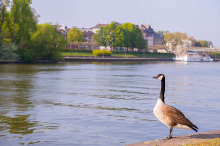 Goose on the river in the city.の写真素材
