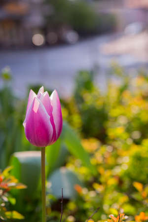 Pink Tulpan on green background.の写真素材